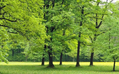 Affirmer le rôle environnemental de la Plaine