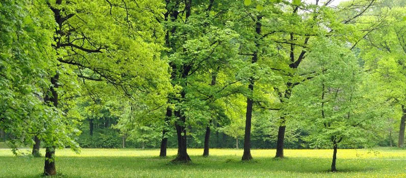 Affirmer le rôle environnemental de la Plaine