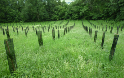 Première plantation