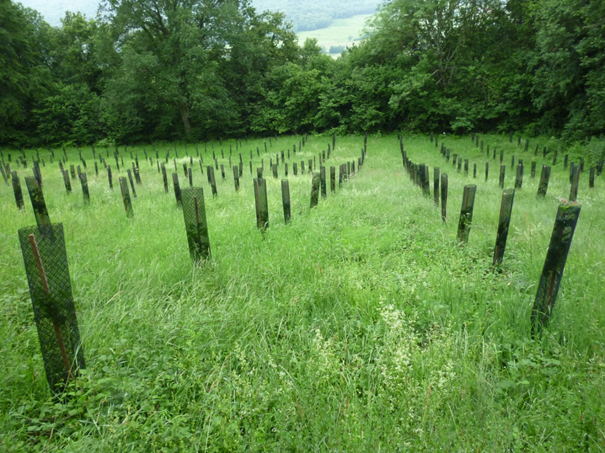 Première plantation