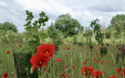 Un nom pour la forêt !