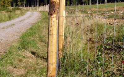 Travaux dans le bois de la Garenne de Maubuisson