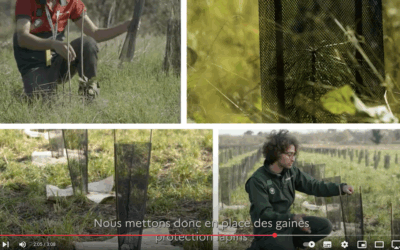 Vidéo de présentation de la Forêt de Maubuisson réalisée en partenariat avec l’ONF